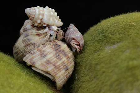 Hermit crab on green moss.