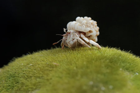 Hermit crab on green moss in the garden, closeup of photoの写真素材