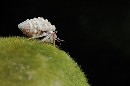 Hermit crab on the green moss with black background, Thailand.の写真素材