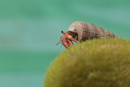Hermit crab on the green moss in the garden. Close upの写真素材