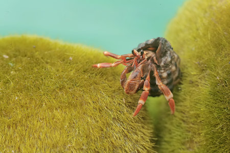 A small hermit crab on a green moss in the rainforest.