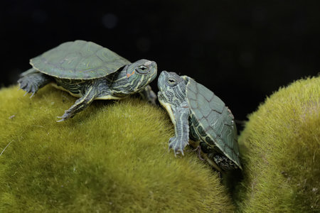 Two turtles on a green moss in the aquarium. Black background.の写真素材