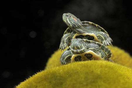 turtle on green grass with black background, closeup of photoの写真素材