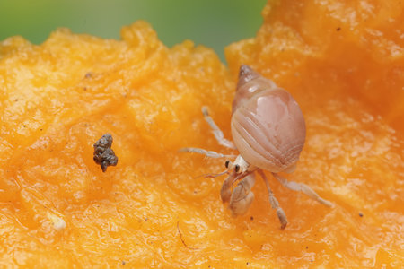 white larva of rhinoceros beetle on the orange leafの写真素材