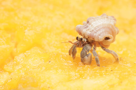 Hermit crab on a piece of mango, close-up.の写真素材