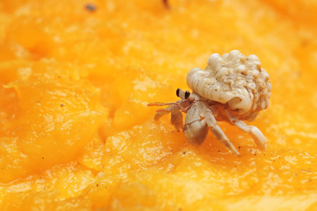 crab on papaya background macro close up, shallow dofの写真素材