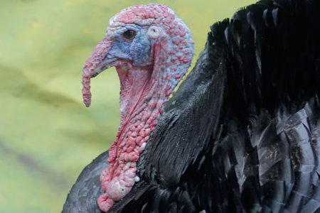 Turkey in the farm, close-up of the head and neck