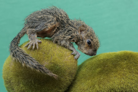 Close up of a baby chipmunk on a green background.