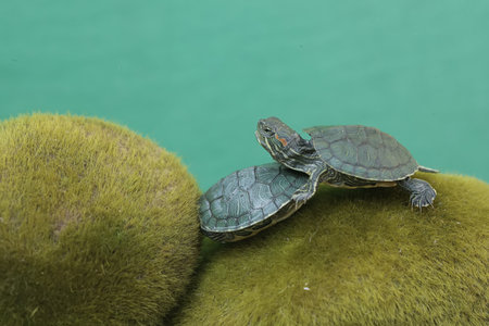 Two turtles on a green moss, close-up, macro.