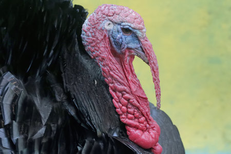 Turkey in the farm, close-up of head and neck.