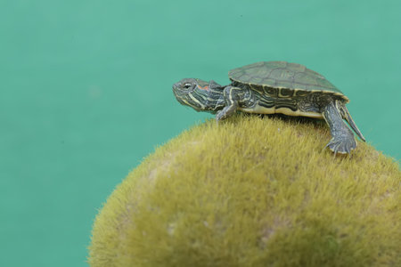 Turtle on a green background, close-up of a turtleの写真素材
