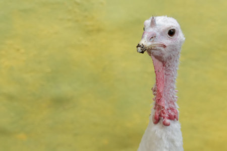 The appearance of a beautiful and elegant adult female turkey. This animal is commonly cultivated by...