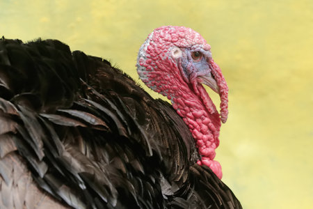 The dashing and muscular face of a male turkey. This animal commonly cultivated by humans has the...