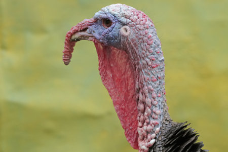 The dashing and muscular face of a male turkey. This animal commonly cultivated by humans has the scientific name Meleagris gallopavo.の写真素材