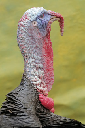 The dashing and muscular face of a male turkey. This animal commonly cultivated by humans has the...