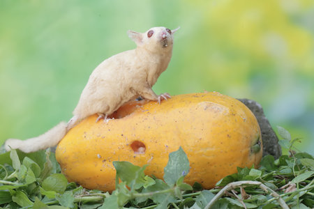 An adult sugar glider is eating ripe papaya that fell to the ground. This mammal has the scientific name Petaurus breviceps.の写真素材