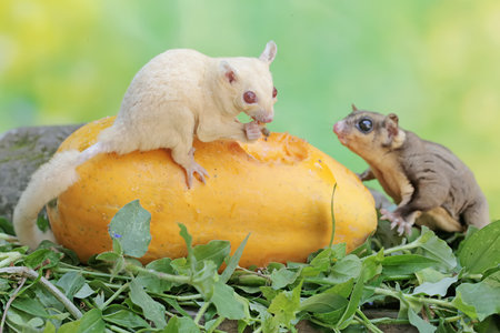A pair of adult sugar gliders are eating ripe papaya that has fallen to the ground. This mammal has the scientific name Petaurus breviceps.の写真素材