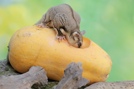 An adult sugar glider is eating ripe papaya that fell to the ground. This mammal has the scientific...
