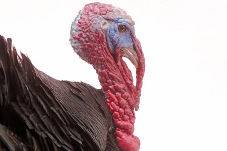 The dashing and muscular face of a male turkey. This animal commonly cultivated by humans has the scientific name Meleagris gallopavo.の写真素材