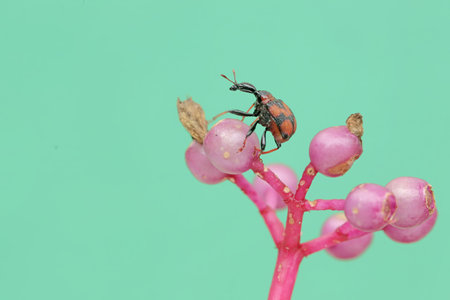 A giraffe weevil is looking for food on wild fruit plants.の写真素材
