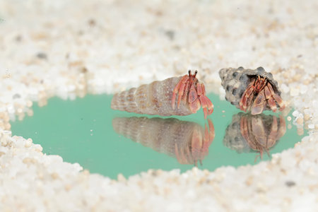 Reflection of the beauty of two hermit crabs. This animal whose habitat is on the edge of a sandy beach has the scientific name Paguroidea sp.の写真素材