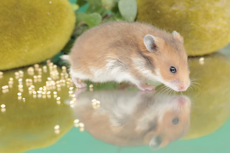 Hamster on the background of green pears reflected in the waterの写真素材