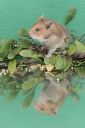 Hamster on a branch with green leaves reflected in the water.の写真素材