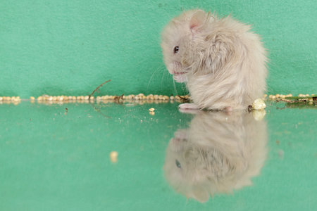 Reflection of a Campbell dwarf hamster looking for food in a small pond. This rodent has the scientific name Phodopus campbelli.の写真素材