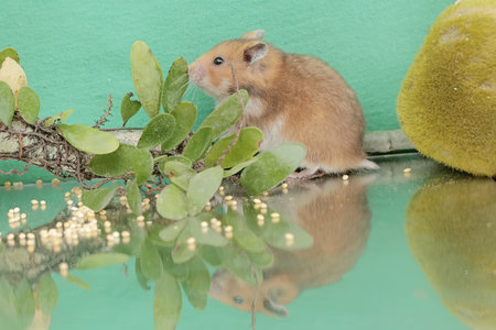 Reflection of a Campbell dwarf hamster looking for food in a small pond. This rodent has the scientific name Phodopus campbelli.の写真素材
