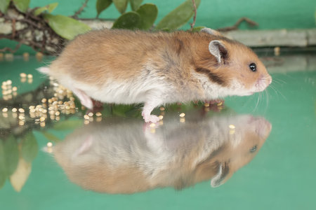 Reflection of a Campbell dwarf hamster looking for food in a small pond. This rodent has the scientific name Phodopus campbelli.の写真素材