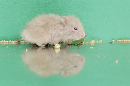 Reflection of a Campbell dwarf hamster looking for food in a small pond. This rodent has the scientific name Phodopus campbelli.の写真素材