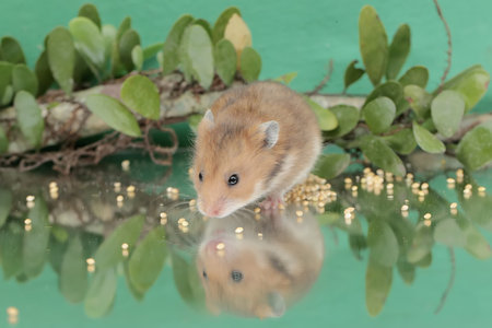 Reflection of a Campbell dwarf hamster looking for food in a small pond. This rodent has the scientific name Phodopus campbelli.の写真素材