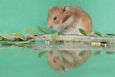 Reflection of a Campbell dwarf hamster looking for food in a small pond. This rodent has the scientific name Phodopus campbelli.の写真素材