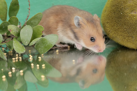 Reflection of a Campbell dwarf hamster looking for food in a small pond. This rodent has the scientific name Phodopus campbelli.の写真素材