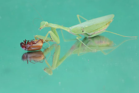 Praying Mantis on green water background. (Mantis religiosa)の写真素材