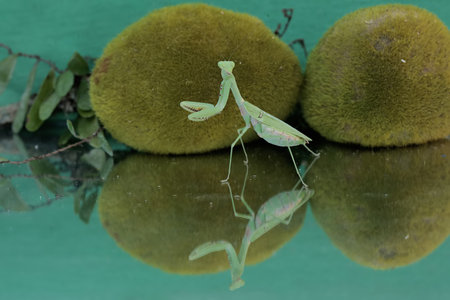 Praying mantis on a green background with reflection in water