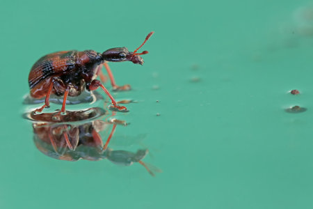 weevil in the water, close up of insect in the water