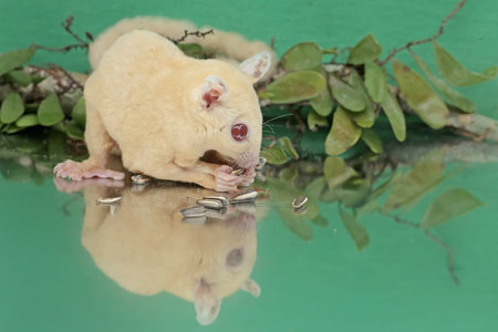 An adult sugar glider is eating sunflower seeds that fall to the ground. This mammal has the scientific name Petaurus breviceps.の写真素材