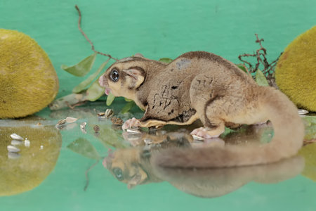 An adult sugar glider is eating sunflower seeds that fall to the ground. This mammal has the...
