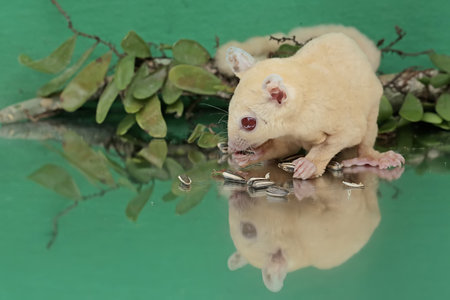 An adult sugar glider is eating sunflower seeds that fall to the ground. This mammal has the...