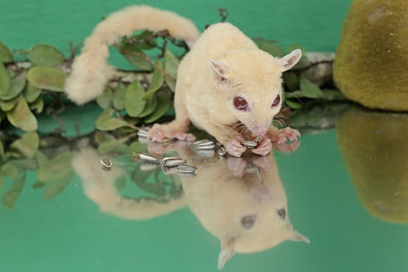 An adult sugar glider is eating sunflower seeds that fall to the ground. This mammal has the scientific name Petaurus breviceps.の写真素材