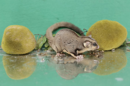 An adult sugar glider is eating sunflower seeds that fall to the ground. This mammal has the...