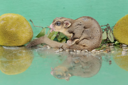 An adult sugar glider is eating sunflower seeds that fall to the ground. This mammal has the...