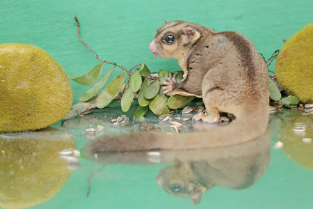 An adult sugar glider is eating sunflower seeds that fall to the ground. This mammal has the scientific name Petaurus breviceps.の写真素材