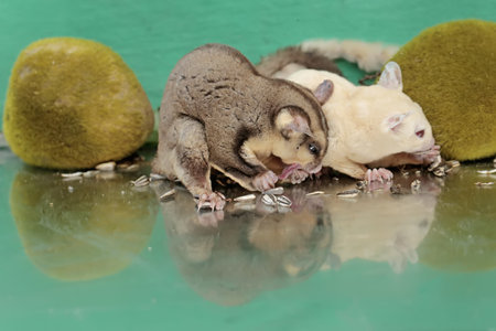 A pair of adult sugar gliders are eating sunflower seeds that fall to the ground. This mammal has the scientific name Petaurus breviceps.の写真素材