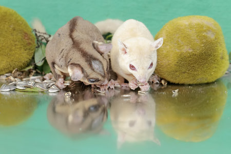 A pair of adult sugar gliders are eating sunflower seeds that fall to the ground. This mammal has...