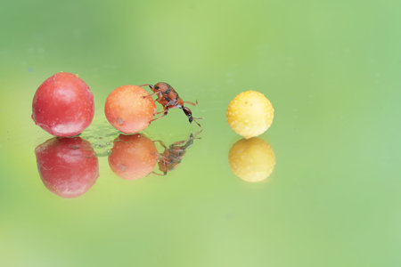A giraffe weevil is eating wild plant fruit that has fallen to the ground. This insect has the...