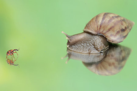 An escargot is eating the fruit of a wild plant that fell to the ground. This mollusk has the scientific name Achatina fulica.の写真素材