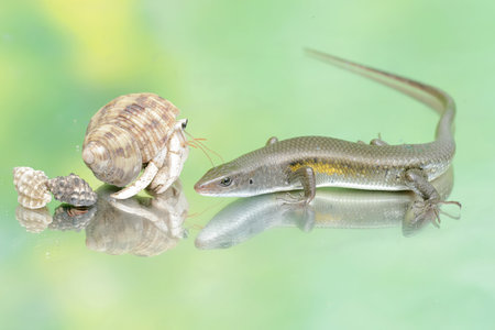 An adult common sun skink is ready to fight with a hermit crab for territory. This reptile has the...