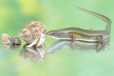 An adult common sun skink is ready to fight with a hermit crab for territory. This reptile has the...